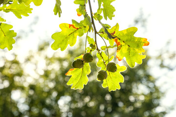 Oak leaves with acorns in sunlight. Beautiful natural forest background.