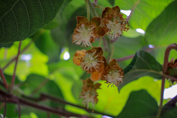 kiwi trees in my orchard