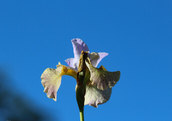 Beautiful white and delicate mauve iris isolated on a blue background (Iris hybrida) © Elena