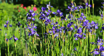 Blue Iris flowers in the botanical garden, large format
