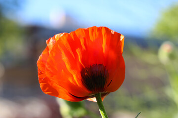 Close-up of the poppy  in counter light against the sky