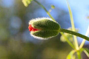 Macro photo of a blossoming poppy bud against a blurry green-blue background