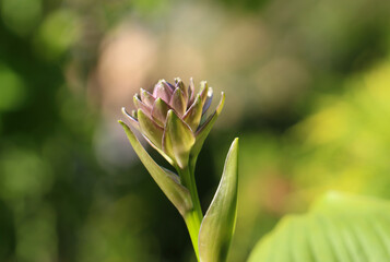 Close-up (macro shoot) of a host flower bud (Funcion) with selective focus