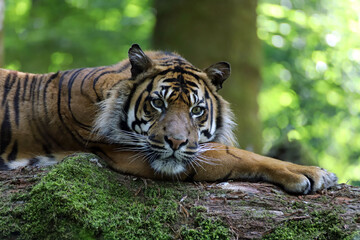 Fototapeta na wymiar Gros plan sur le tigre de Sumatra
