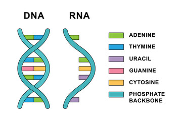 Structure of Ribonucleic acid and Deoxyribonucleic acid molecules. DNA and RNA nucleobases structure - cytosine, guanine, adenine, uracil, thymine.