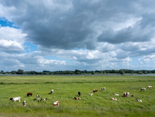Obraz premium cows in summer meadow near river lek in holland
