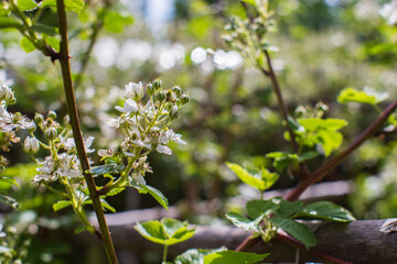 Blooming raspberry branches on a blurred background. Beautiful natural countryside landscape. Selective focusing on foreground with blurry background