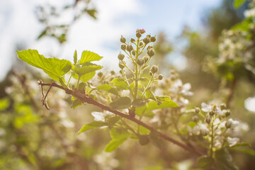 Blooming raspberry branches on a blurred background. Beautiful natural countryside landscape. Selective focusing on foreground with blurry background