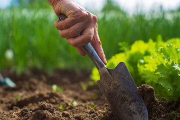 Fototapeta premium Planting plants on a vegetable bed in the garden. Cultivated land close up. Gardening concept. Agriculture plants growing in bed row