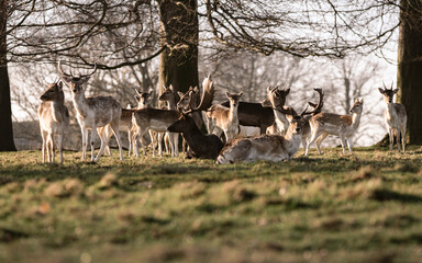 deer in the forest