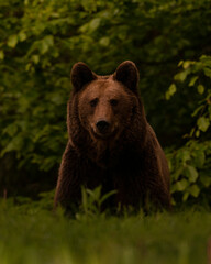 brown bear on the grass