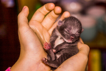 newborn blind grey kitten in hand