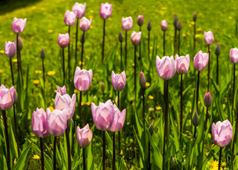 Fototapeta premium a field of violet tulips