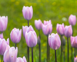 Obraz premium a field of violet tulips