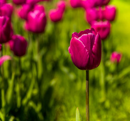 Obraz premium a purple tulip flower