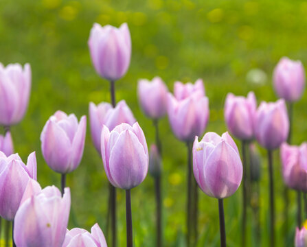 a field of violet tulips © Petro Teslenko
