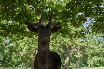 Portrait of young axe deer (Axis axis, Axishirsch) in forest. Young deer in front of green leaves...