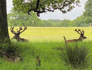 Naklejka premium A close up of a Red Deer in the wild in Cheshire