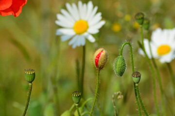 The wildflower meadow in Summer. A close up of white daisies and red poppies in the filed. Space for copy. 