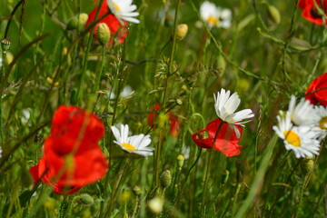 The wildflower meadow in Summer. A close up of white daisies and red poppies in the filed. Space for copy. 