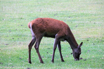 A close up of a Red Deer in the wild in Cheshire