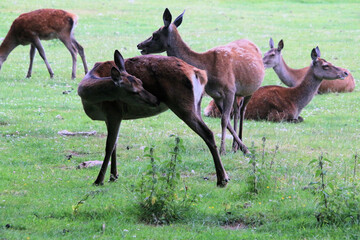 A close up of a Red Deer in the wild in Cheshire