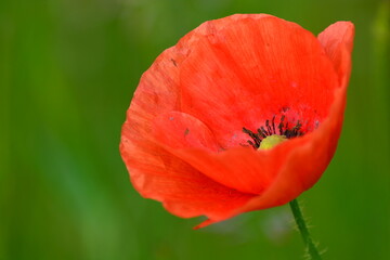 Fototapeta premium The wildflower meadow in Summer. A close up of white daisies and red poppies in the filed. Space for copy. 