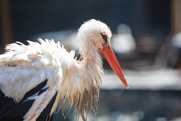 closeup of sick stork in house