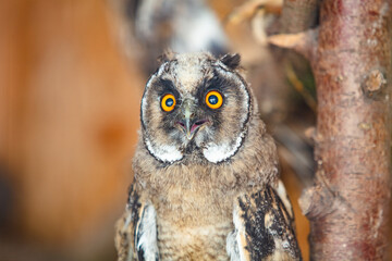 Closeup of owl in house