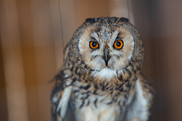 Closeup of owl in house