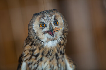 Closeup of owl in house