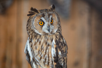 Closeup of owl in house