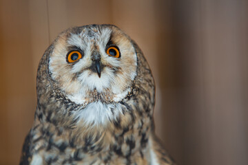 Closeup of owl in house