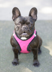Chocolate Brindle Puppy French Bulldog Showing Teeth. Off-leash dog park in Northern California.