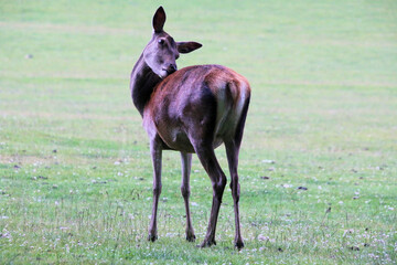 A close up of a Red Deer in the wild in Cheshire