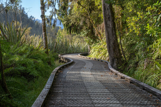 Wooden walkway leading through New Zealand bush