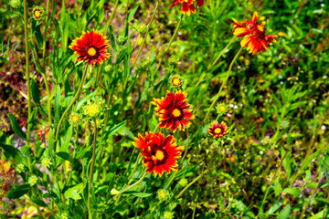 Obraz premium kwiaty8