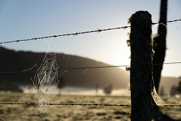 New Zealand rural sunrise landscape in selective focus beyond fence and dewdrop laden spiderweb