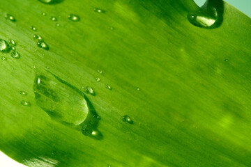 A big drop of clean water on the leaves, selective focus.A beautiful green leaf with drops of...
