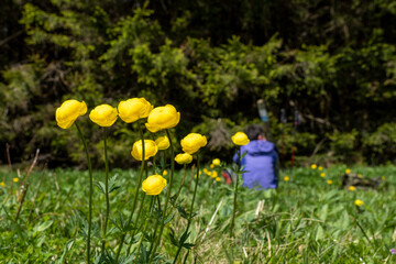Trollblumen auf der Wasserkuppe