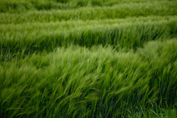Field of fresh green barley cereals. Beautiful background