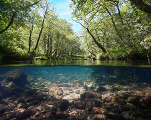 Wild river with clear water under trees foliage, split level view over and under water surface,...