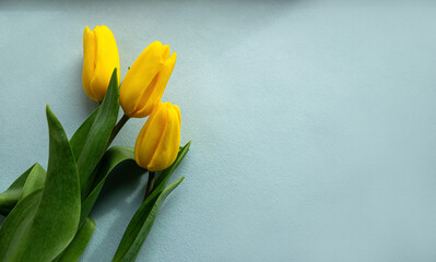 Yellow tulip flowers on a light blue background with free space for your inscription. View from above. Conceptual image.