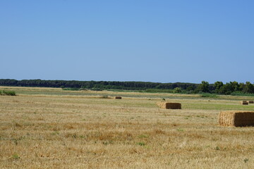 Obraz premium Tuscany, Weizen Hafen,