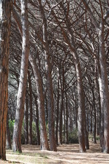 Fototapeta premium trees in the park