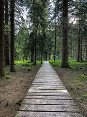 path in the forest