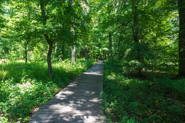 Fototapeta na wymiar Wooden walkway in the woods among the trees.