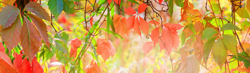Autumn landscape, banner - a view of the foliage of the virgin ivy climbing the tree trunk in the rays of the sun. Horizontal background with copy space for text