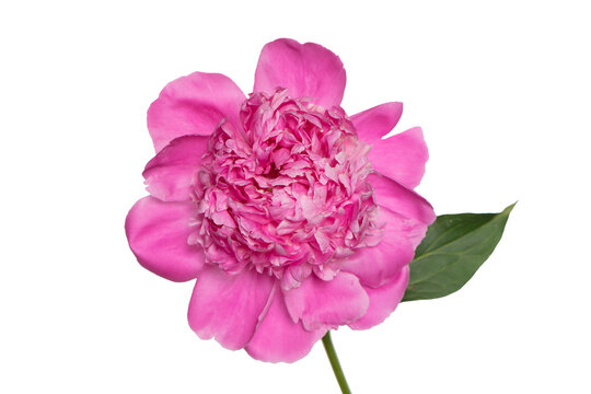 Pink peony flower isolated on white background, macro