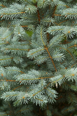 Closeup abstract background of a silver coniferous fir tree